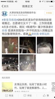 娱乐圈爆料流浪狗